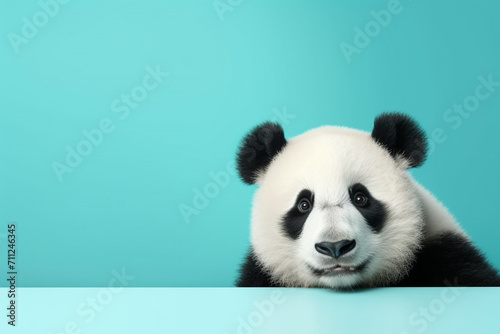 panda isolated on blue background  copy space for text