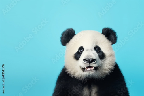 panda isolated on blue background, copy space for text
