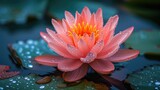 Vibrant lotus flower