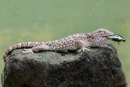 A tokay gecko is ready to prey on a scarab flowerbeetle. This reptile has the scientific name Gekko gecko.