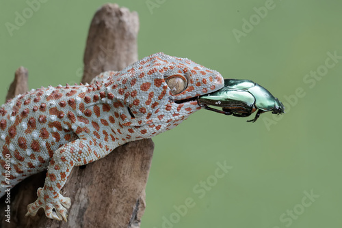 A tokay gecko is ready to prey on a scarab flowerbeetle. This reptile has the scientific name Gekko gecko. photo