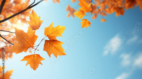Wallpaper Mural Vivid orange maple leaves in focus with a bright blue sky background, depicting the fall season. Torontodigital.ca