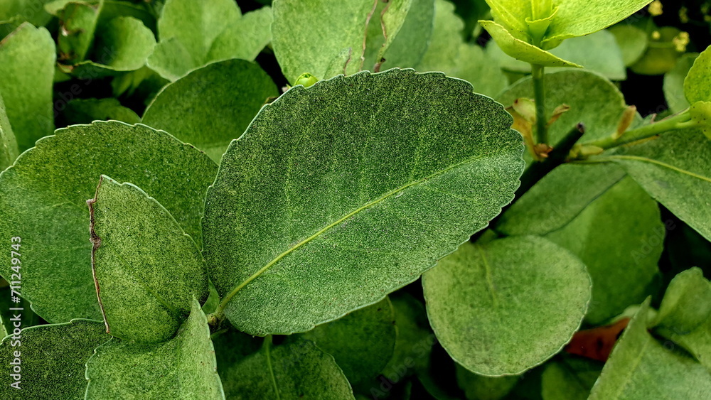 a 'Euonymus japonicus' suffering from 'Stephanitis pyrioides'.