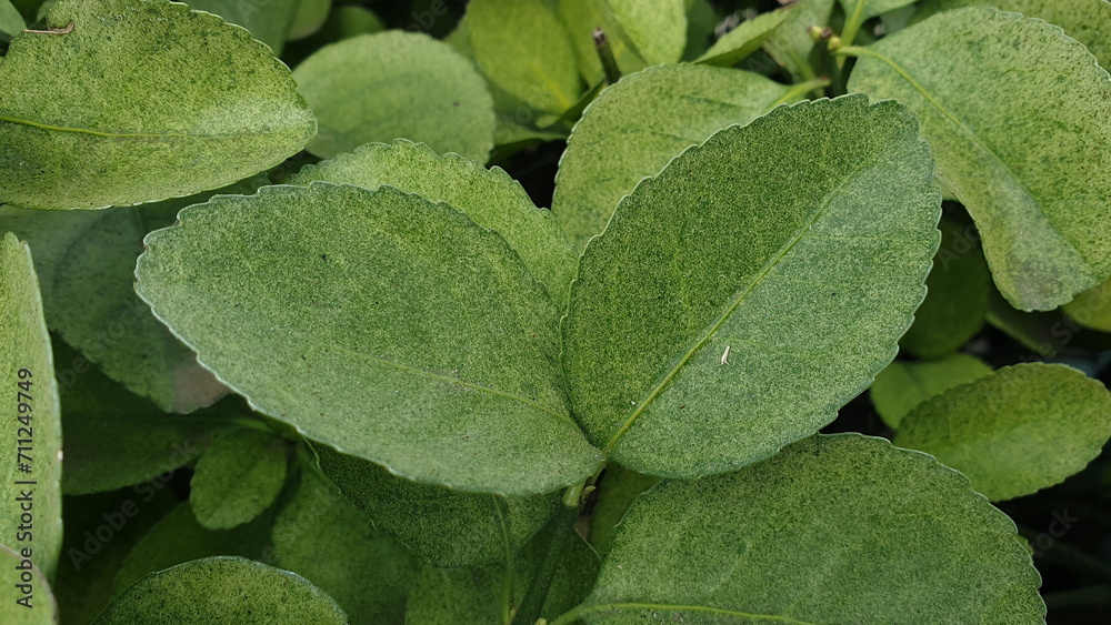 a 'Euonymus japonicus' suffering from 'Stephanitis pyrioides'.