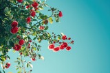 Blooming rose bush on a blue background. Flowering rose hips against the blue sky.