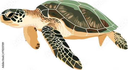 Cartoon Turtle Illustration photo