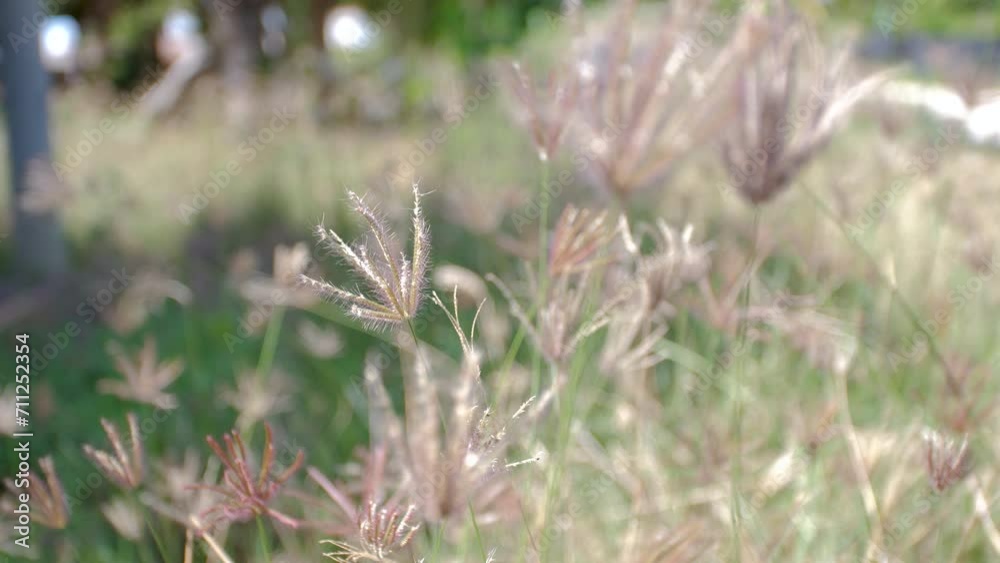 Dry grass flower with wind blow. Selective focus shallow depth of field Dry grass flower with wind blow. Selective focus shallow depth of field