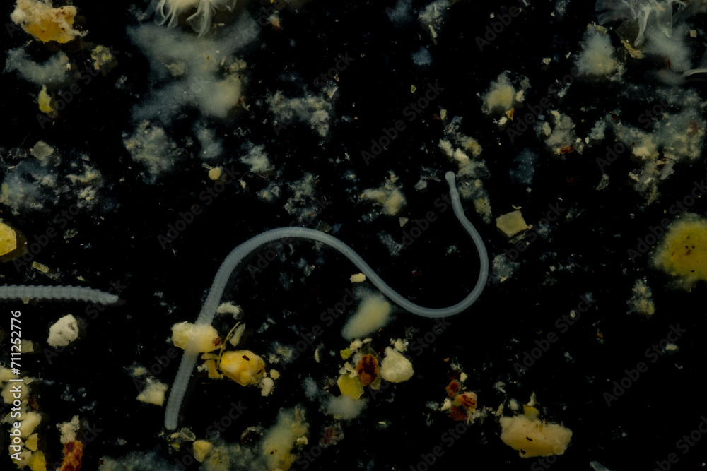 Tapeworms (Cestoda Caryophyllidea), Parasites of Fish in Thailand. Stock Photo Adobe Stock