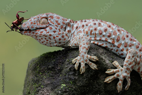 A tokay gecko is ready to prey on a frog leg beetle. This reptile has the scientific name Gekko gecko.