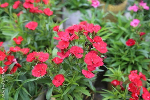 summer  flower in a garden