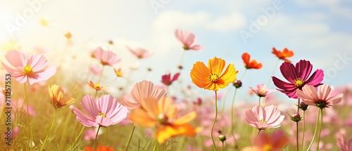 Cosmos flowers in vibrant colors blooming under sunny sky in open field © Ameer