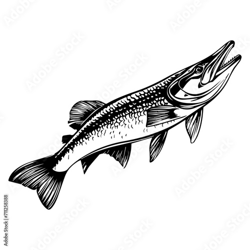 northern pike fish black silhouette logo svg vector, pike fish  icon illustration.