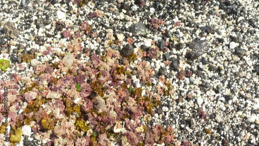 Washed out coral and sea plants on beach of Tenerife Washed out coral and sea plants on beach of Tenerife