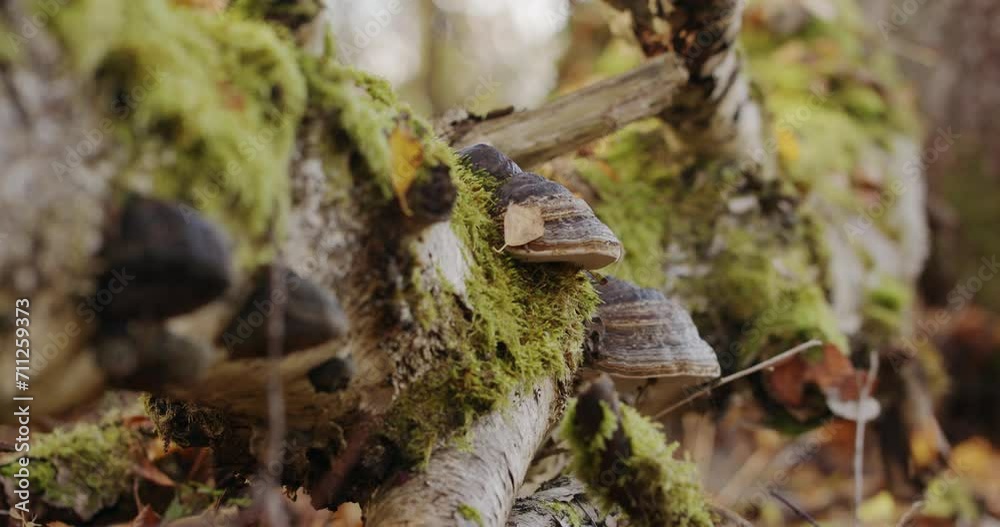 Tree fungus. Fungi growing on a moss covered old fallen tree on the forest floor. Autumn season. Tree fungus. Fungi growing on a moss covered old fallen tree on the forest floor. Autumn season.
