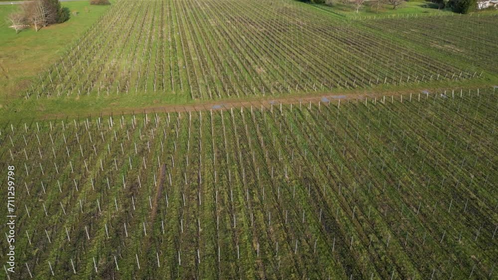 Patterned vineyard rows, Bayon-sur-Gironde, France - aerial Patterned vineyard rows, Bayon-sur-Gironde, France - aerial