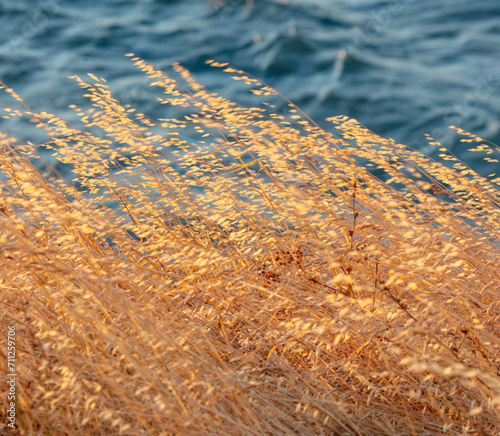 Dry grass on the seashore at sunset photo