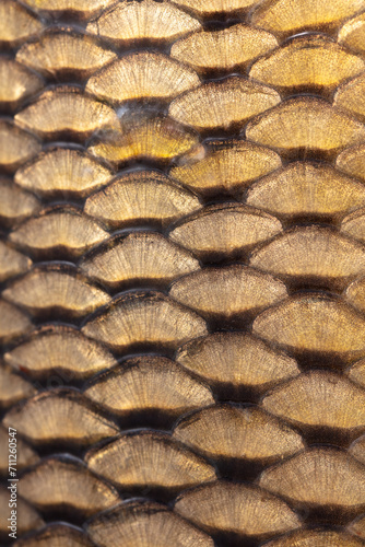 Scales on a fish as an abstract background. Texture
