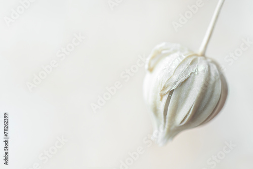 Romantic lovely beige flax seed bud with clean neutral background for a poster or invitation macro