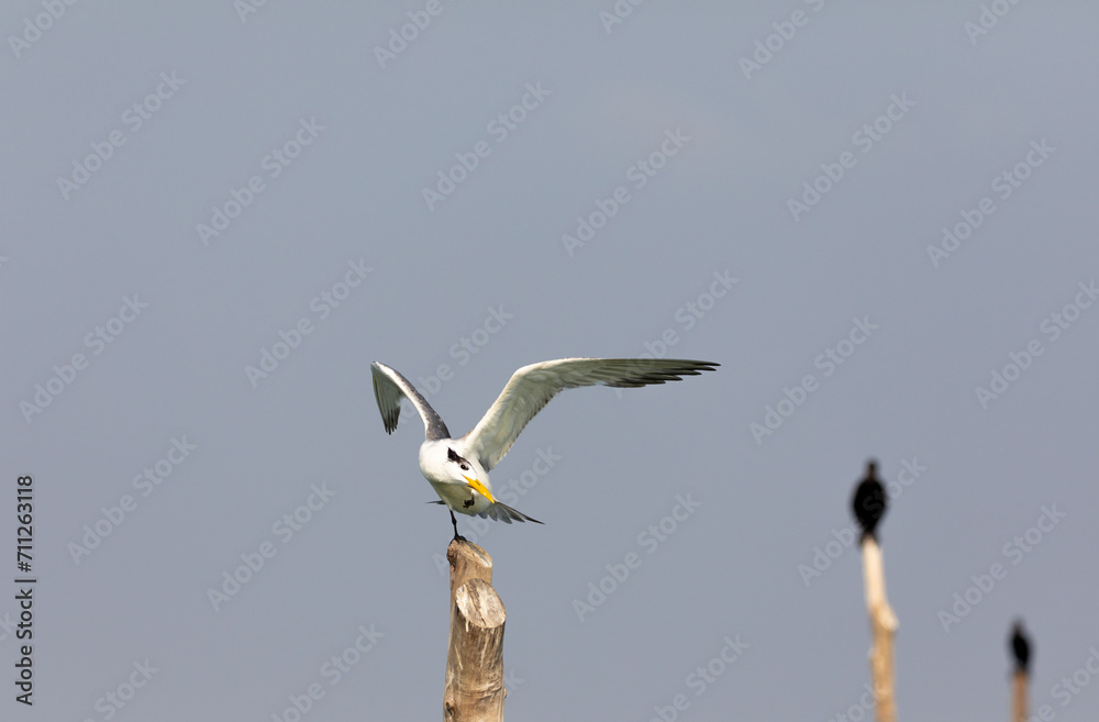 Greater crested tern on flight shot on the bay of arabian sea in karnataka, south india. Greater crested tern on flight shot on the bay of arabian sea in karnataka, south india.
