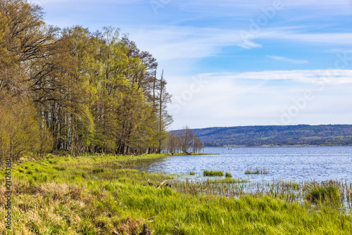 Spring greenery by a lake