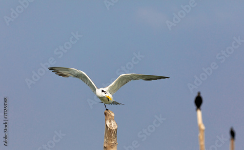 Greater crested tern on flight shot on the bay of arabian sea in karnataka, south india.