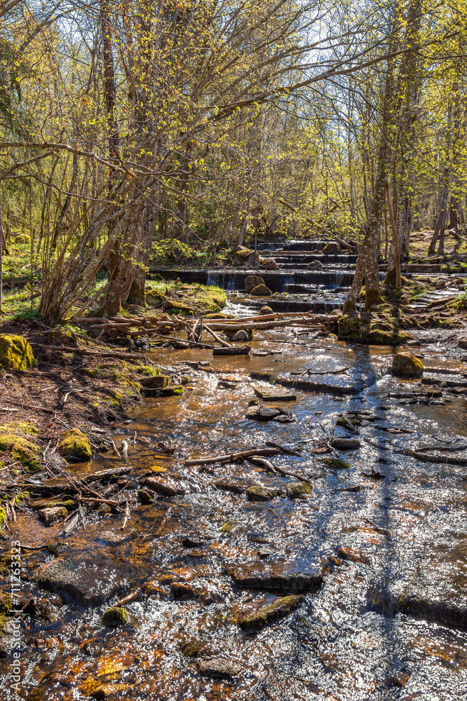 Stream in a verdant forest a sunny spring day Stream in a verdant forest a sunny spring day