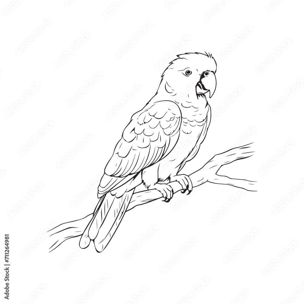 Parrot Vector Art, Icons, and Graphics Parrot Vector Art, Icons, and Graphics