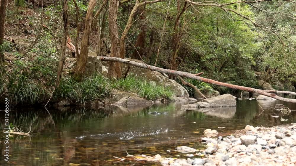 Tranquil Forest Stream Over Time Tranquil Forest Stream Over Time