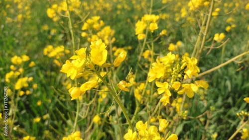 field of yellow flowers of mustard plant