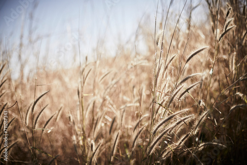 Fototapeta Naklejka Na Ścianę i Meble -  golden wheat field