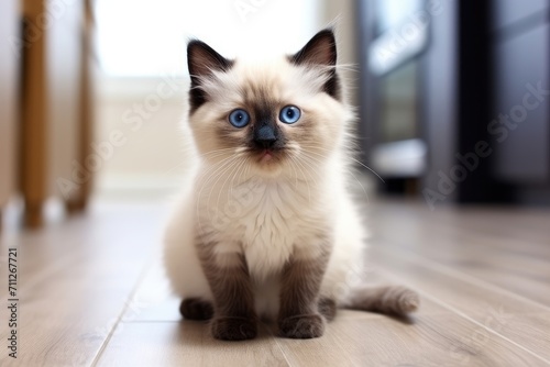A beautiful cat with striking blue eyes sitting gracefully on the floor, Cute cat with blue eyes sitting on the floor and looking at the camera, AI Generated