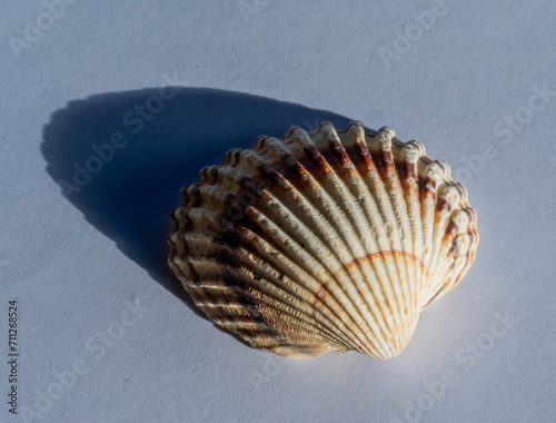 Detail of shell Rough cockle (Acanthocardia tuberculata) photo