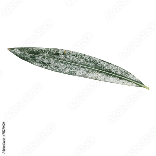 Single isolated bamboo grass leaf on transparent background.  The leaves of mature bamboo trees. © Hasibul