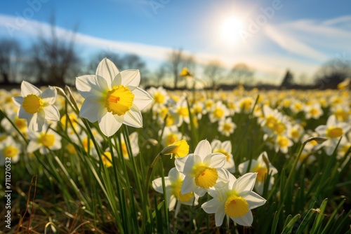 An expansive field bursts with a multitude of white and yellow flowers, creating a picturesque and mesmerizing sight, Daffodil flowers in the field, AI Generated © Iftikhar alam
