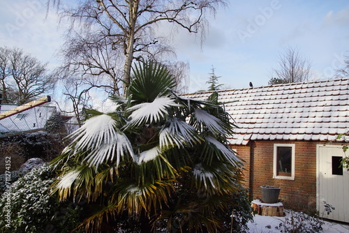 Dutch garden in winter with a windmill palm  Trachycarpus fortunei. Palm leaves covered with snow. Netherlands  January. Blue  sky