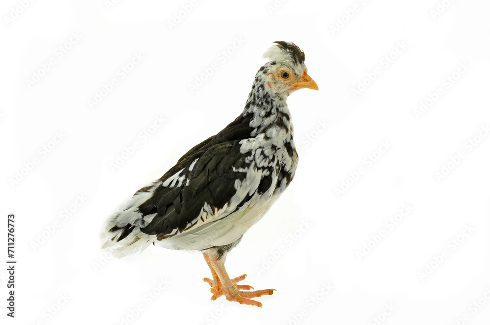 Fototapeta premium Chicken, chicken wing on a white background