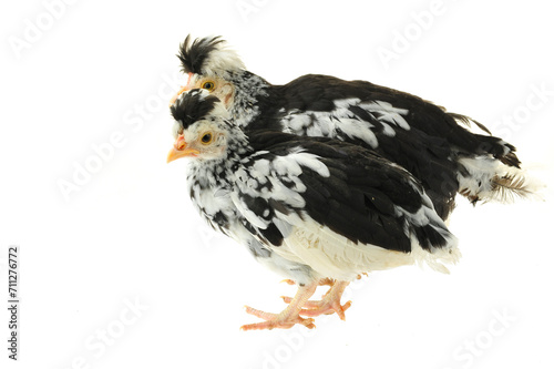 Chicken  chicken wing on a white background