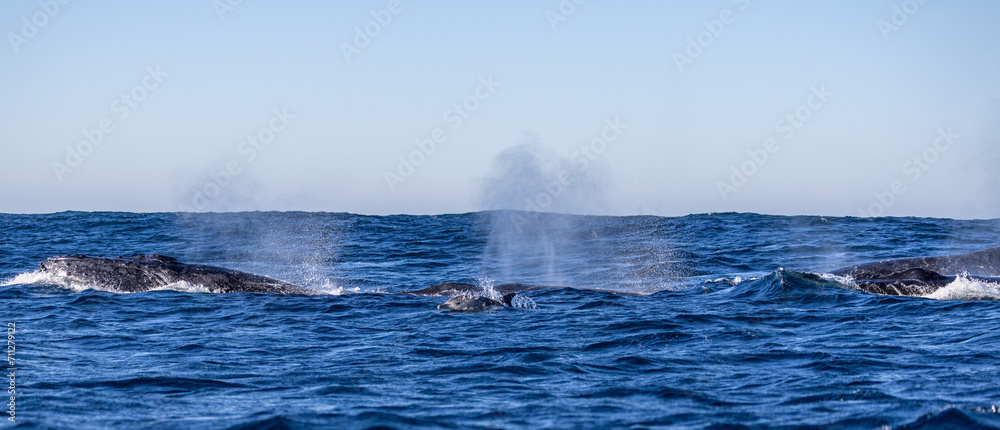 Naklejka premium A pod of humpback whales breathes at the surface