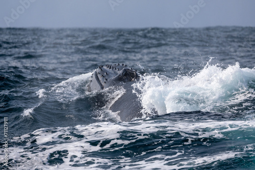 Valokuva View of a humpback whale blowhole