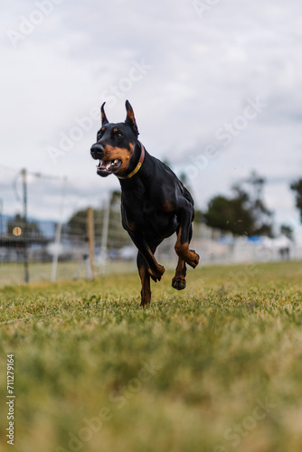 happy black and tan Doberman Pinscher dog running lure coursing sport