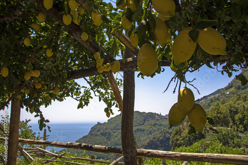 amalfi lemon trees in the paper mills valley