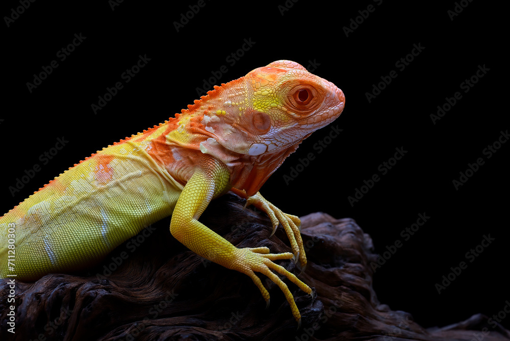 Fototapeta premium Close up photo of an albino iguana on black background