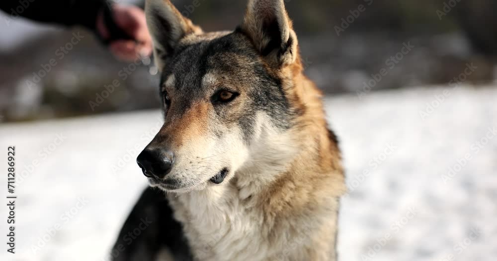 Man holding wild wolf on chain 4k movie slow motion. Beautiful nature wild animals concept Man holding wild wolf on chain 4k movie slow motion. Beautiful nature wild animals concept