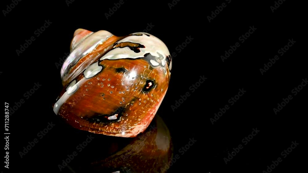 South African Turban Shell on a dark background South African Turban Shell on a dark background
