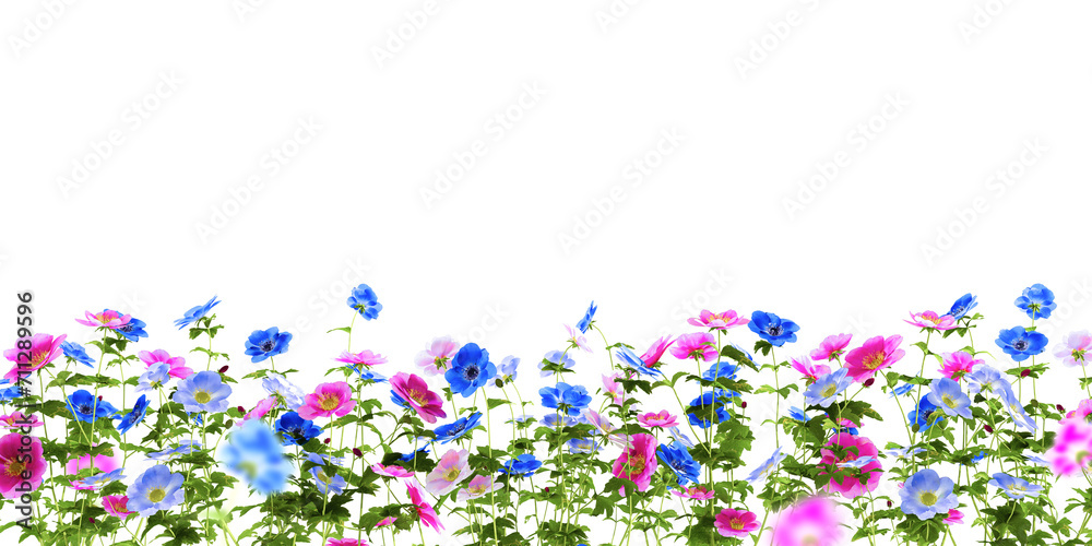 Beautiful colorful cosmos flower field on white Beautiful colorful cosmos flower field on white