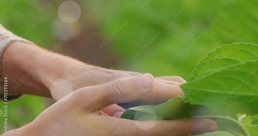 Young seedling in the hands of a child. Selective focus. Young seedling in the hands of a child. Selective focus.