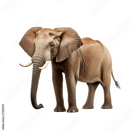 African elephant on transparent background PNG