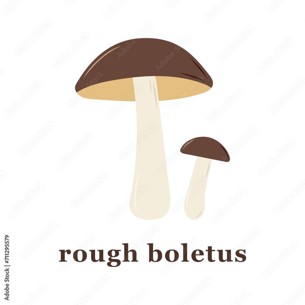 Set of large and small rough boletus mushroom. edible mushrooms.