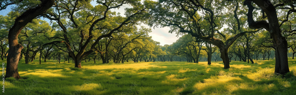 A wide panorama of an oak forest in spring. Generative AI.
