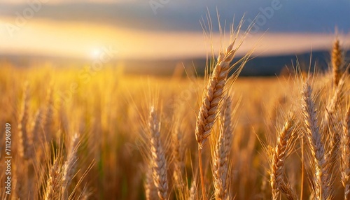 Close-up of an ear of wheat ripening in the field in the evening rays of the sun.